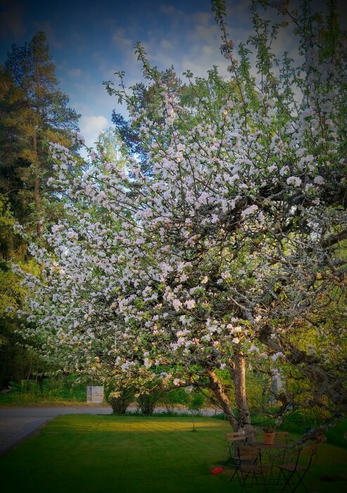 Blommande träd, grönt gräs, utemöbler, vårlig dag, naturskönt, fridfullt, vas som hänger, skymtande hus, klart himmel.