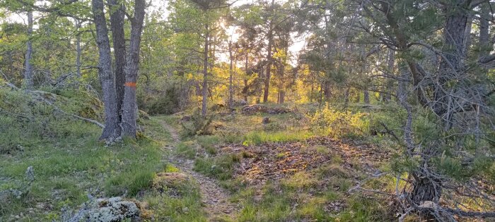 Solnedgång i skogen, markerad stig, grönska, tallar, mjukt ljus, fridfull natur, orange markering på träd.