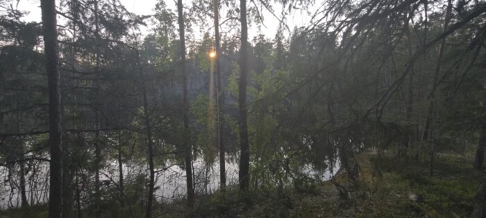 Skogsdunge vid vatten i gryningen, solen skiner genom grenarna, lugn och fridfull atmosfär.