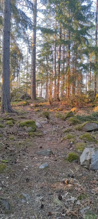 En skogsstig täckt av barr och stenar, omgiven av tallar, badar i mjukt kvällsljus.