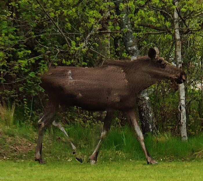 En älg travar genom en skogsglänta; gröna träd i bakgrunden.