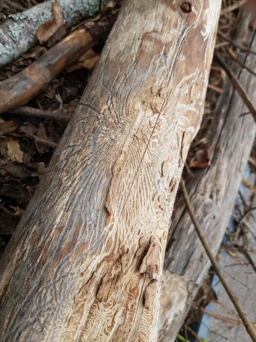 Trädstam med tydliga mönster från barkborrar eller termiter, omgiven av löv och små grenar.