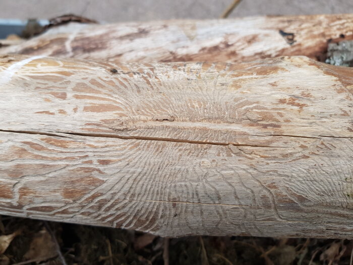 Trä med mönster från barkborre, detaljerad struktur, gråbruna toner, naturlig bakgrund.