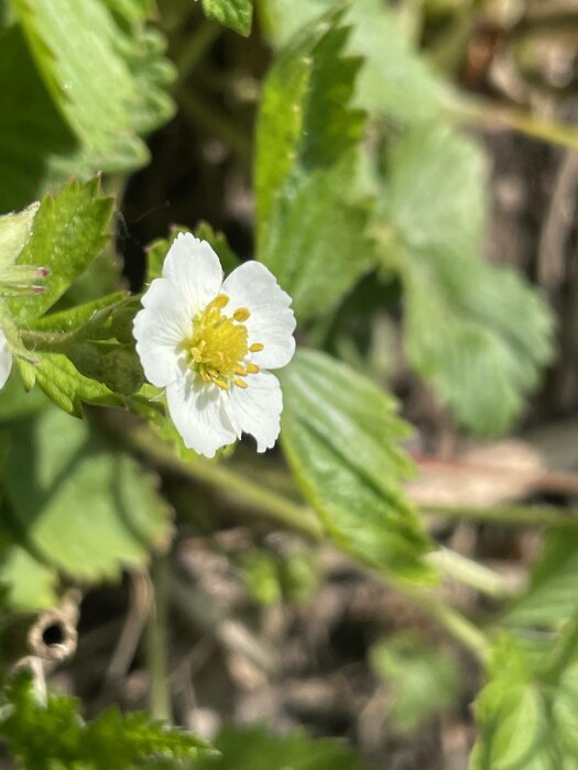 Vit blomma, gula ståndare, gröna blad, suddig bakgrund, närbild, vårligt, natur, friskhet, dagsljus.