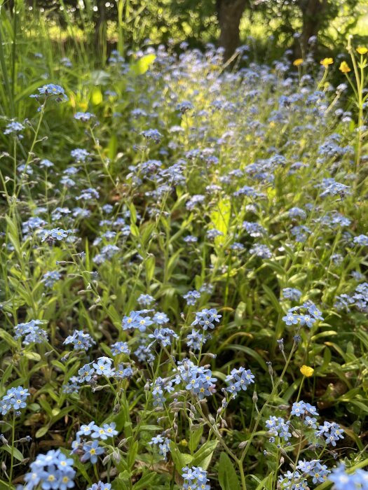 Blomäng med blå förgätmigej och gröna blad, naturligt dagsljus, skärpedjup, fridfull utomhusmiljö.