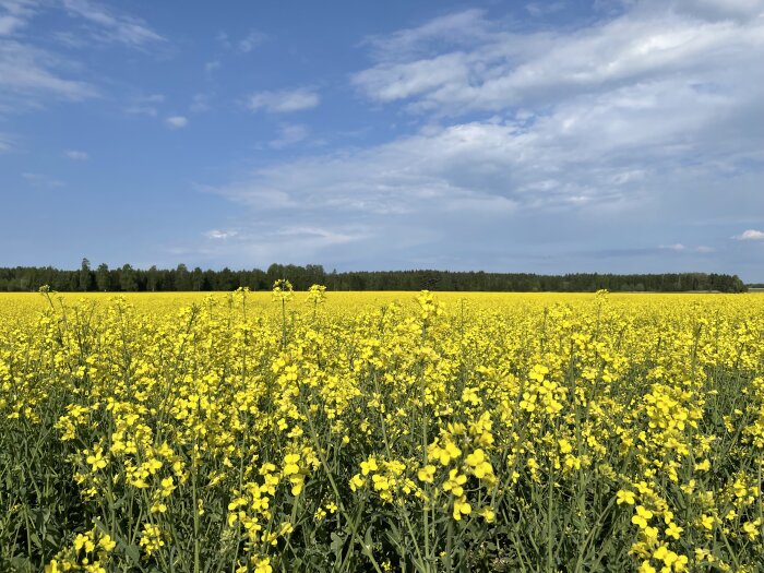 Ett fält av gula rapsblommor under en klarblå himmel med några moln och träd i bakgrunden.