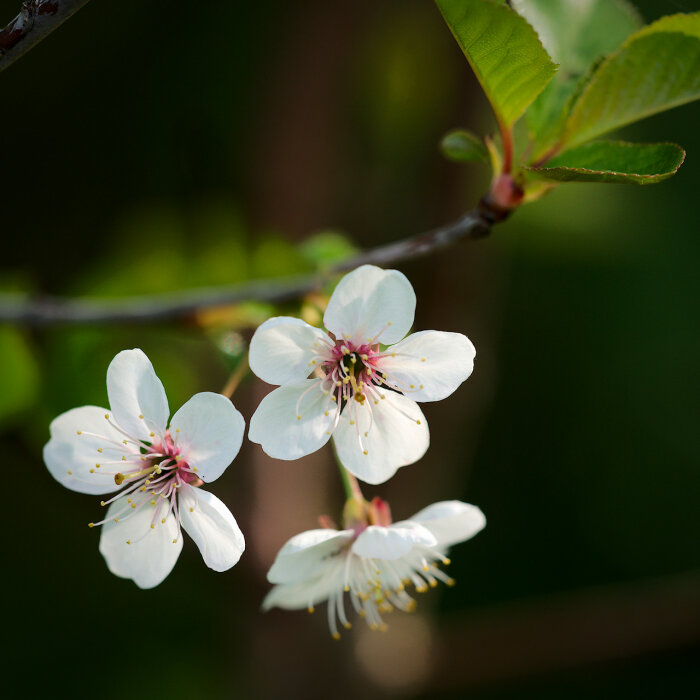 Vita blommande blommor på gren, gröna löv, diffus grönaktig bakgrund, dagsljus, närbild, vårlig känsla.