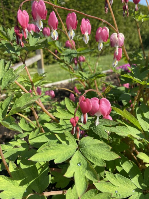 Löjtnantshjärtan i förgrunden, gröna blad, solljus, otydlig trädgård i bakgrunden.