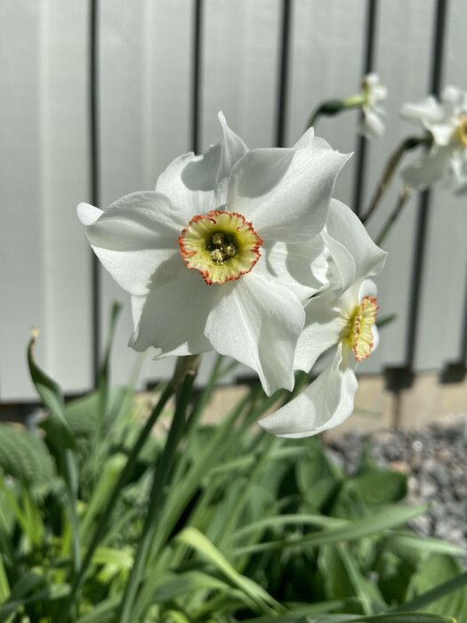 Vita narcissblommor i förgrunden, gröna blad, grå staketbakgrund, solljus, ingen människa synlig.