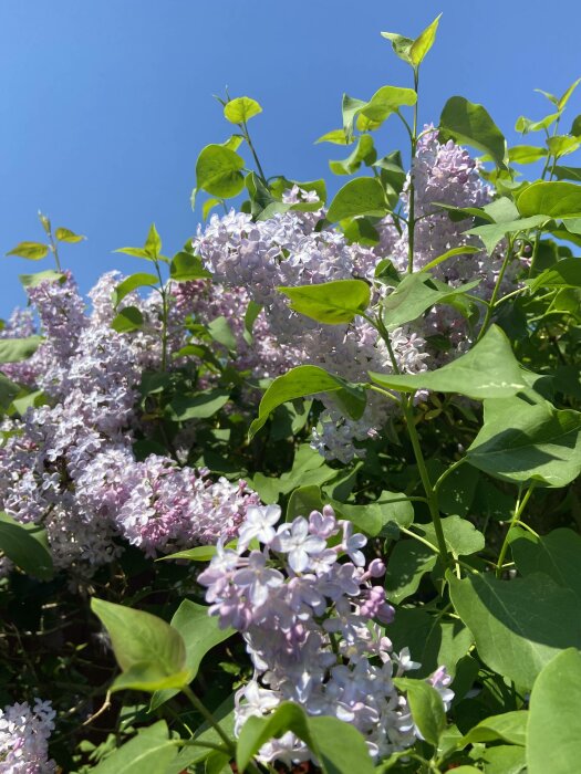 Lilasbuskar med lila blommor framför en klarblå himmel.