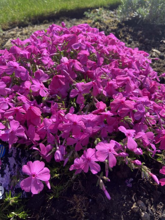 Blommande rosa blommor i solsken, grön gräsmatta, jord, vårens fräschhet.