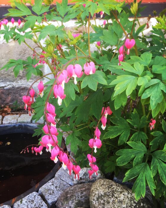 Löjtnantshjärtan blommar över stenar och vatten, gröna blad, rosa hjärtformade blommor.