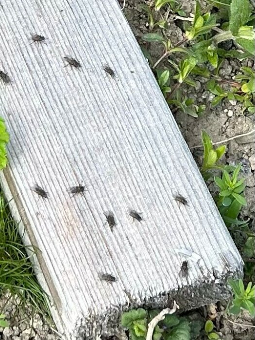 Flugor sitter på en träplanka utomhus, omgiven av grön vegetation.