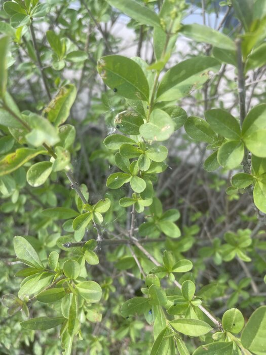 Gröna blad på buskage med spindelnät, skärpedjup, vegetationsdetalj, dagsljus, naturlig bakgrund.