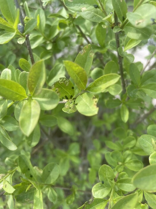 Gröna blad på en buske, vissa med skador eller hål, närbild, naturens detaljer.