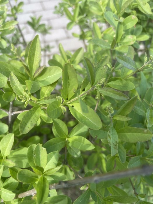 Gröna blad på grenar, suddig tegelvägg i bakgrunden, dagsljus, naturdetalj, utomhus.