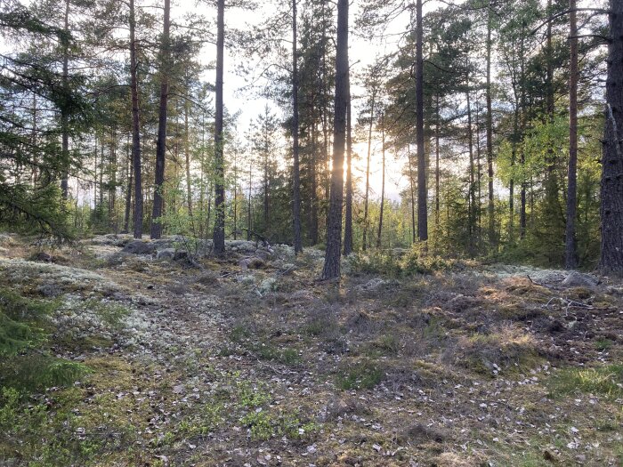 Skogsmark med tallar, solnedgång, gröna och torra växter, stenar, natruligt ljus, fridfullt, utomhus.