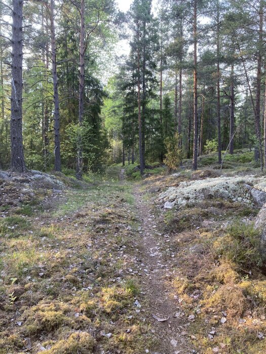 Liten stig i skog, tallar, ljus, grönt, stenar, mossa, naturliga färger, dagtid, fridfullt, utomhus.