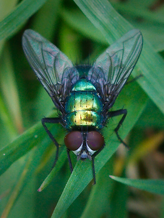 Närbild på en glänsande grönblå fluga på gröna blad, detaljerade vingar, stora ögon, naturlig bakgrund.