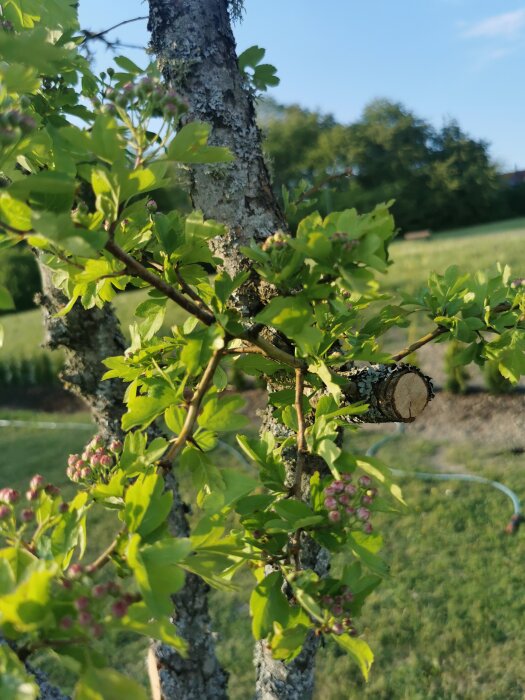 Ett träd med gröna blad och rosa knoppar i solljus med suddig grön bakgrund.