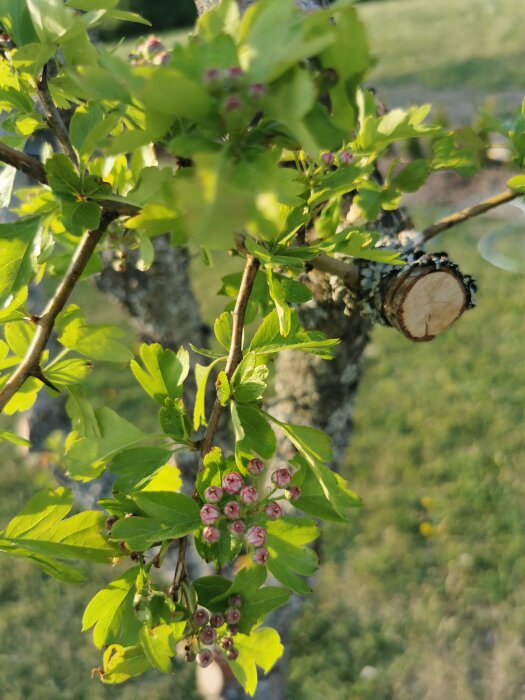 Trädgren med gröna blad och rosa knoppar, solnedgång, skär fokusering, vårens ankomst, natur, nytt liv.