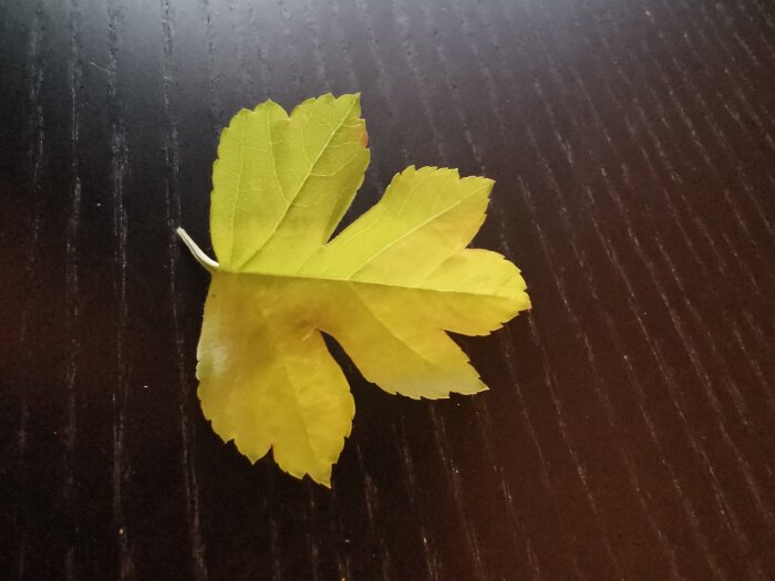 Gult och grönt löv mot mörk träbakgrund. Kontrasterande färger, enkelhet, naturens skönhet, höstnärhet.