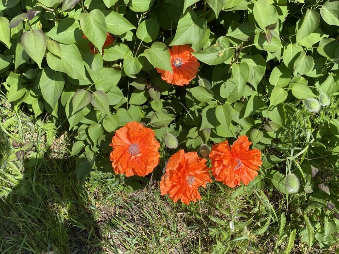 Färgstarka orangea vallmoblommor bland gröna blad och gräs i solljus.