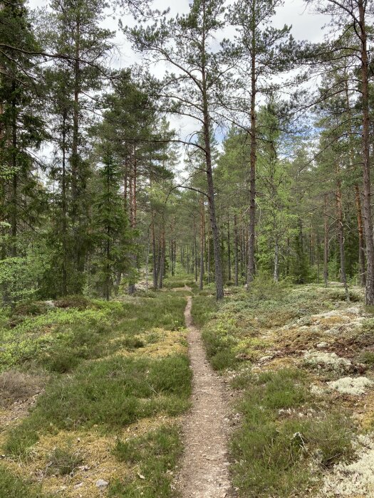 En stig i en barrskog, ljusmosstäckt mark, gröna träd, naturlig lugn miljö, dagtid.