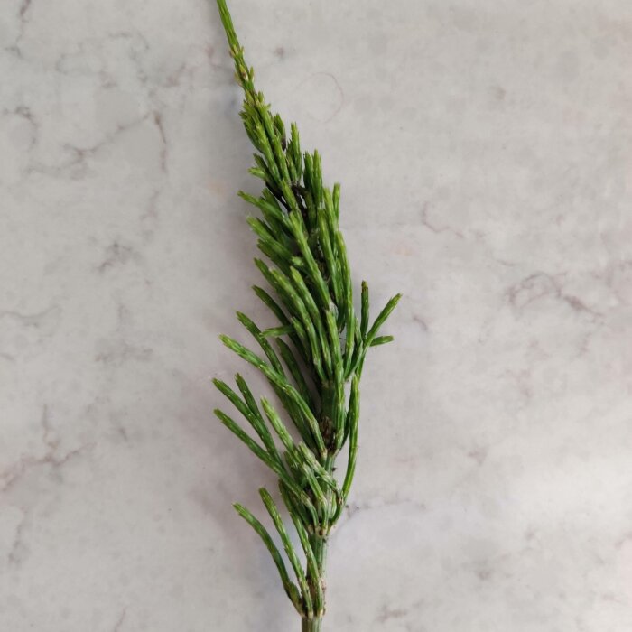 Grönt, tätt barr på gren mot marmorerad vit bakgrund. Naturligt, enkelt, växtlighet.