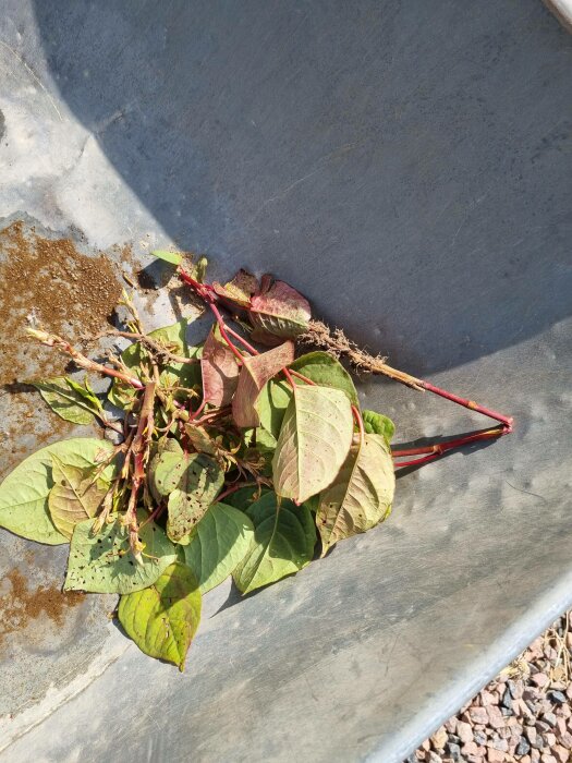 Plant med röda stjälkar och gröna blad i grå skottkärra mot grusig mark.