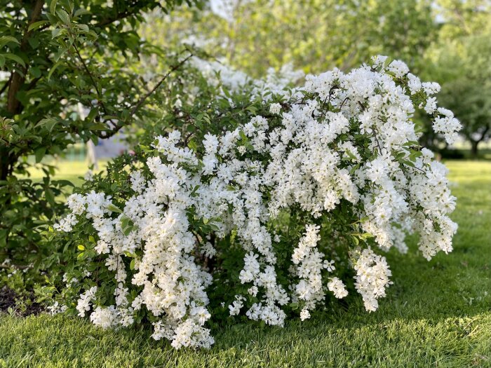 Vitblommande buske i grönt gräs, soligt, parkmiljö, vår eller sommar, naturfotografi, fridfullt och vackert.