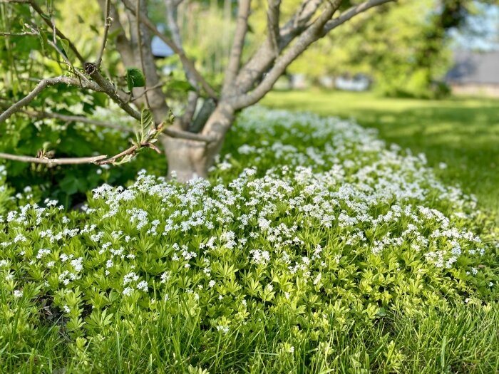 Vit blommande marktäckare under trädgrenar, grönt gräs, soligt, vår/känsa, fridfullt utomhuslandskap.