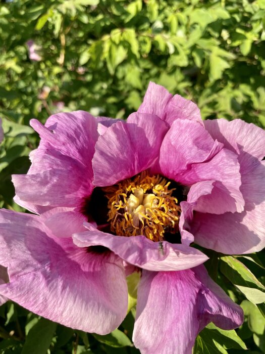 Närbild på en lila pionblomma med gula ståndare, gröna blad i bakgrunden.