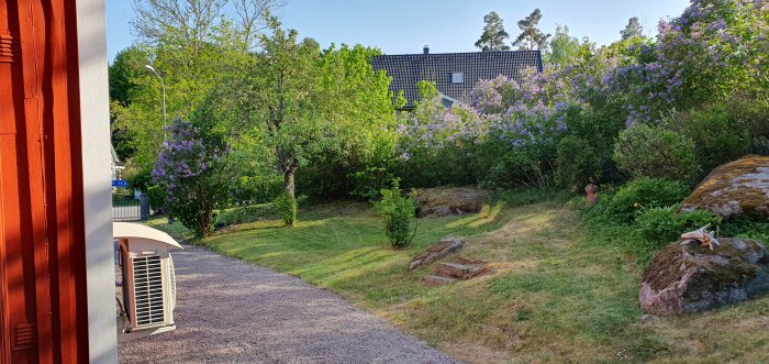 En lummig trädgård med blommande syrenbuske, gräsplätt, klippblock, grusgång och del av röd stuga.