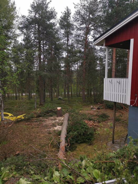 Röd stuga, trädfällning, stubbar, kvistar på mark, skogsmiljö, gråmulen himmel, lugn atmosfär.