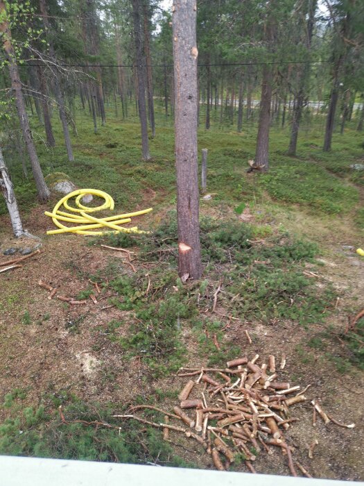 Skog med avverkade kvistar, gul kabelrulle på marken, stammar och grönska.