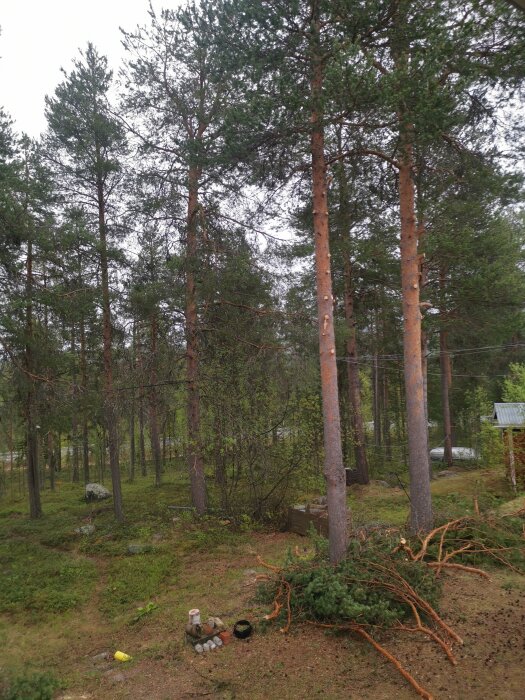 Tallskog, avverkad gren, grön mark, grå himmel, utomhus, nedfallna grenar, krukor på marken.