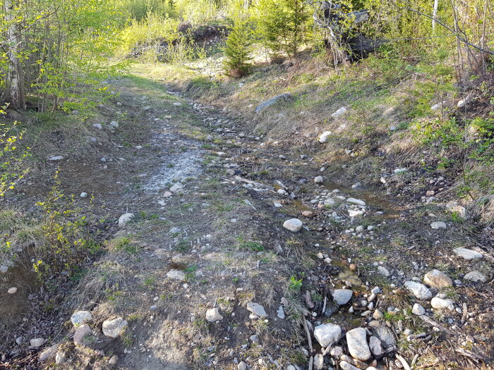 Stenig skogsväg delar sig, grönskande buskar, soligt, dagtid, utomhus, ingen bebyggelse eller människor.