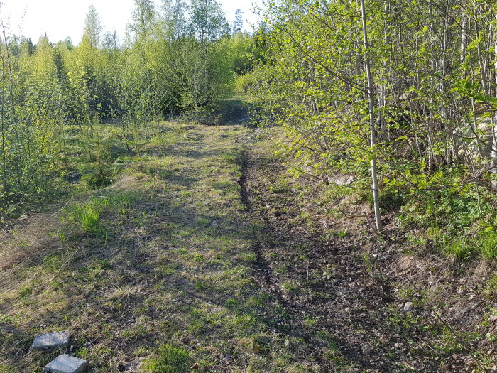 Naturscen med spår i gräset, träd, grönska och soligt väder.