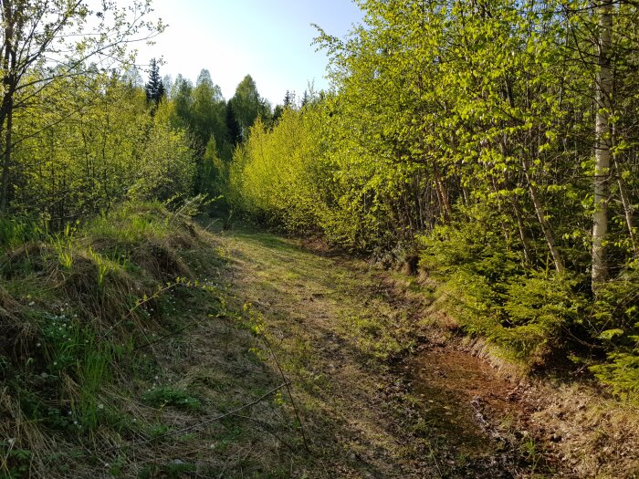 Skogsväg omgiven av grönskande träd och buskar i soligt, lugnt landskap.