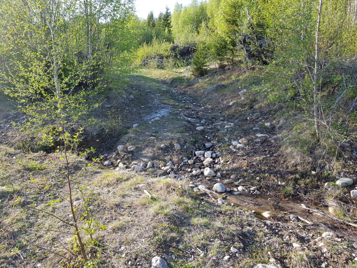 En skogsglänta med en stenig bäck, gröna träd, och vårljus. Utomhus, natur, vildmark, ingen person synlig.