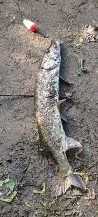 En nyligen fångad fisk med fiskeflöte ligger på lerig mark.