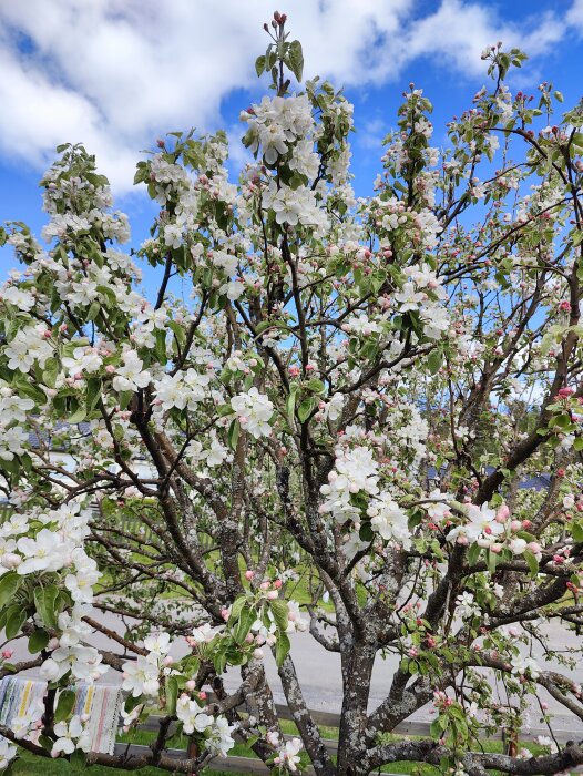 Blommande träd med vita blommor och gröna blad mot blå himmel med moln.