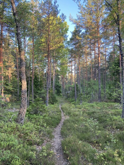 En snirklande stig genom en solbelyst, lummig skog med tallar och grönt undervegetation.