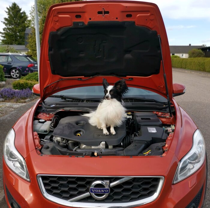 Hund sitter på motorhuven av en röd Volvo. Motorlocket är öppet. Utomhus, dagtid.