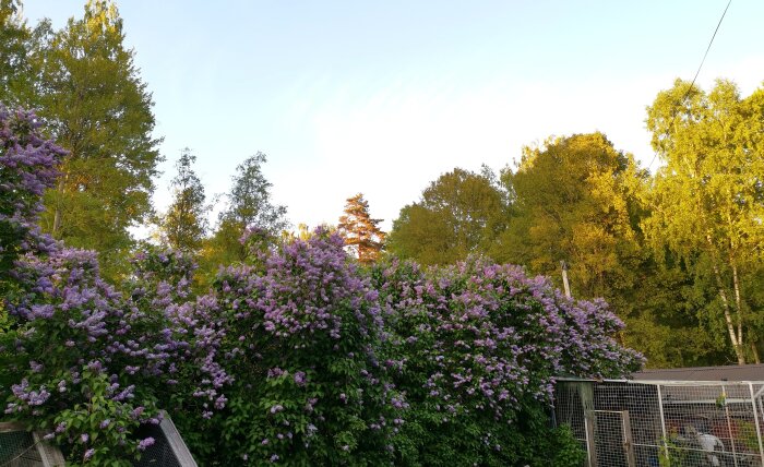 Blommande syrenbuskar, trädkronor i kvällsljus, klar himmel, staket, fågelbur eller hönshus nederst på bilden.