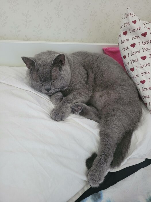 En grå katt sover fredfullt på en vit säng bredvid en kudde med hjärtan.