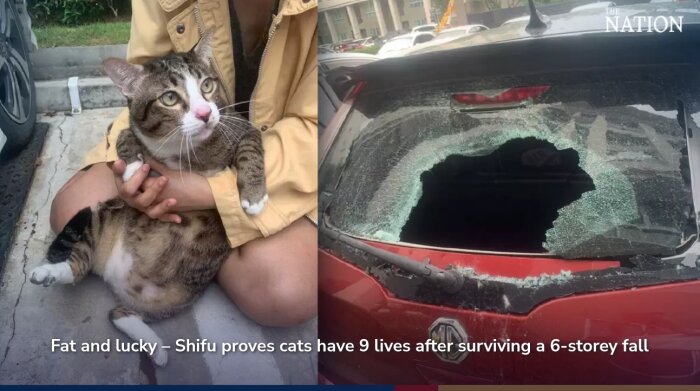 Person håller en katt, trasig bakruta på en bil, undertext om kattens överlevnad från högt fall.