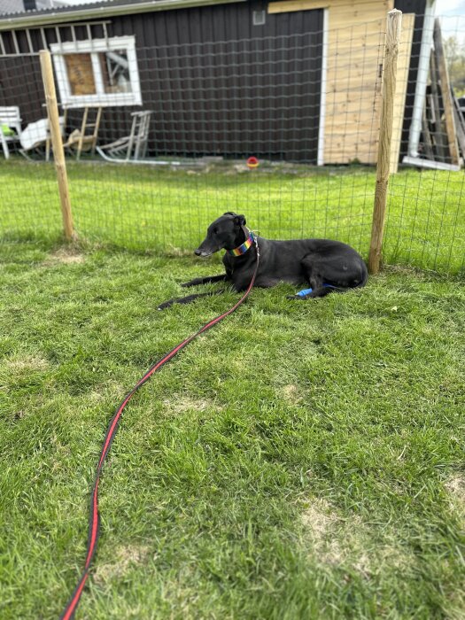 Svart hund ligger på gräs utomhus med röd koppel, nära ett stängsel och hus.