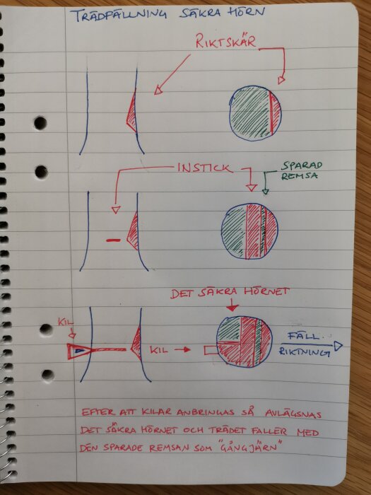 Anteckningar om trädfällningsteknik, med illustrationer av snitt och trädets fallriktning.